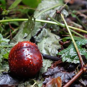 Chestnut with Raindrops Chestnut with Raindrops