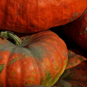 Festive Autumn Festive Autumn