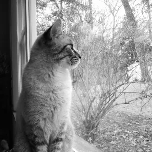 Longing for Summer Longing for Summer