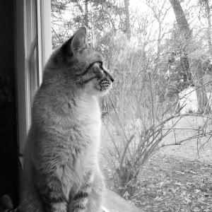 Longing for Summer Longing for Summer