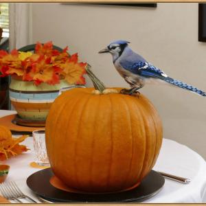Thanksgiving Dinner Thanksgiving Dinner