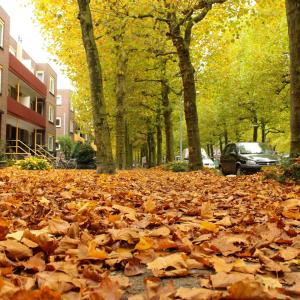 Autumnfalls Autumnfalls