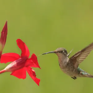 Going For It Going For It