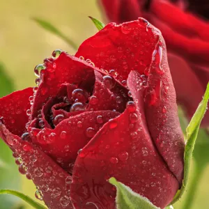 Fresh Roses Fresh Roses