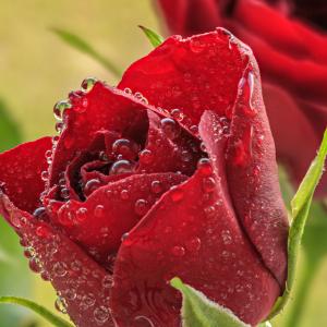 Fresh Roses Fresh Roses