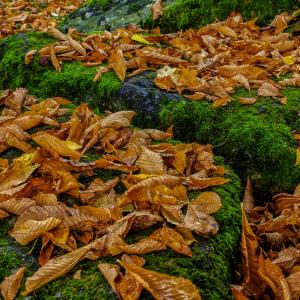 Leaves on Moss Leaves on Moss