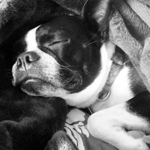Snug as a bug Snug as a bug