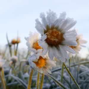 frozen daisies frozen daisies