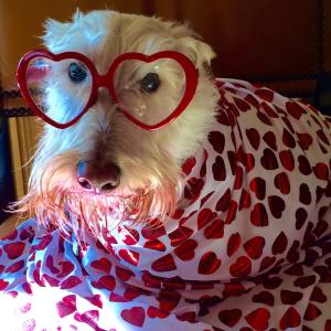 Valentines Dog Valentines Dog