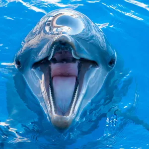 Friendly Dolphin Friendly Dolphin