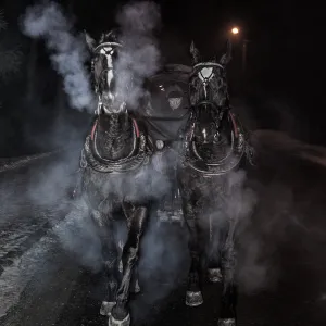 Hard working horses Hard working horses