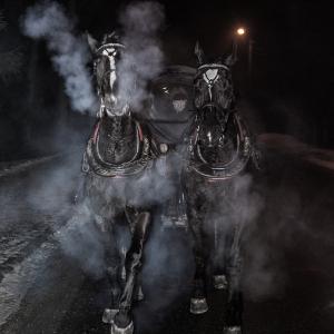 Hard working horses Hard working horses