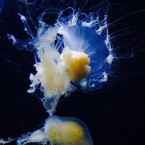 Jellyfish Jellyfish
