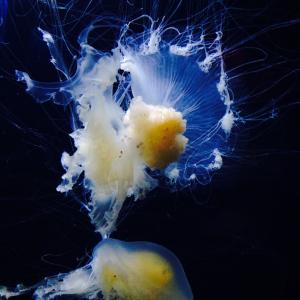 Jellyfish Jellyfish