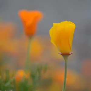 Spring! Spring!