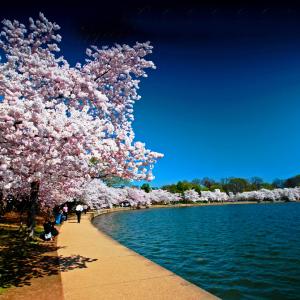 Cherry blossom trees Cherry blossom trees