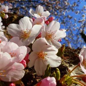 blossom and blue blossom and blue