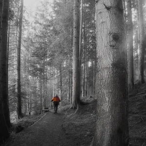 Forest Walk Forest Walk