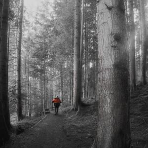 Forest Walk Forest Walk