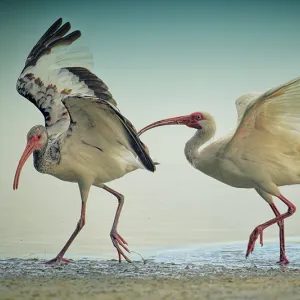 Move It! Move It!