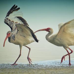 Move It! Move It!