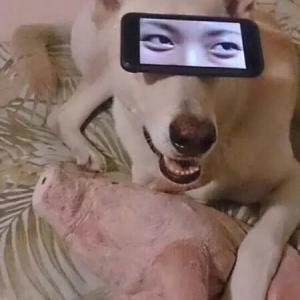 Spooky doggo Spooky doggo