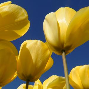 Yellow Tulips Yellow Tulips