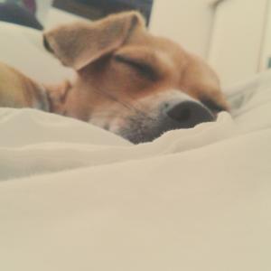 snoozing snoozing
