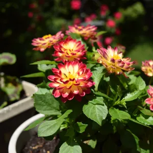 In Bloom In Bloom