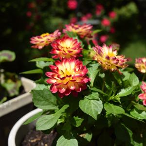 In Bloom In Bloom
