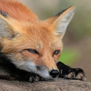 Dog-like Face Dog-like Face