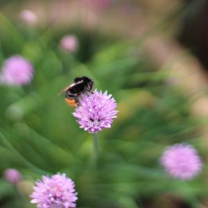 Busy Bee Busy Bee