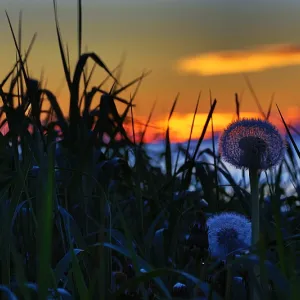 Dandelion of sight Dandelion of sight