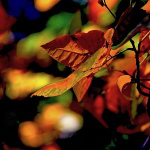 Fall's Warmth Fall's Warmth