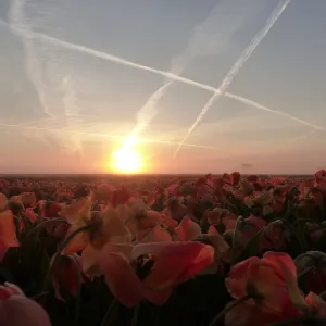 sunset over a frozen field of flowerbulbs sunset over a frozen field of flowerbulbs