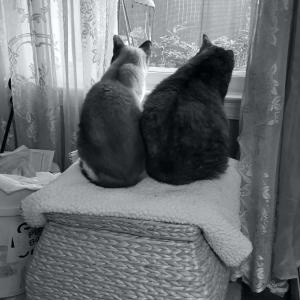 Sharing a Window Seat Sharing a Window Seat