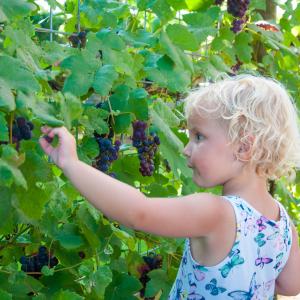 The grapes are delicious The grapes are delicious