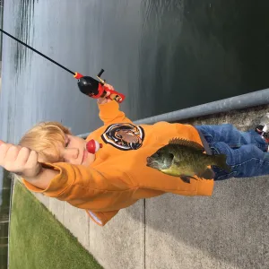 First Fish First Fish