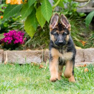 Puppy Puppy