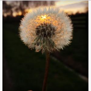 Wish Wish