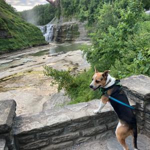 Rescue Pup at Letchworth Waterfalls Rescue Pup at Letchworth Waterfalls