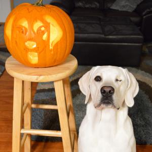 Bucky and Pumpkin Bucky and Pumpkin