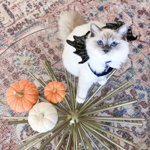 I’m Batty For You! I’m Batty For You!