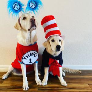 Cat in the Hat, Knows a lot about that! Cat in the Hat, Knows a lot about that!