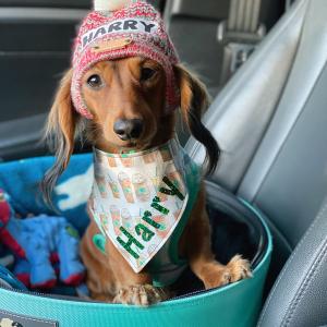 Where's my Puppachino? Where's my Puppachino?