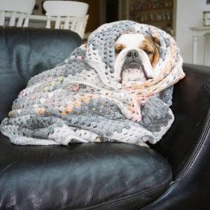 Dog wrapped in blanket Dog wrapped in blanket