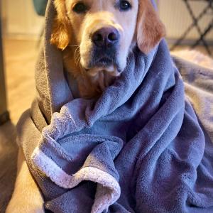 Buck in a dressing gown after his shower! Buck in a dressing gown after his shower!