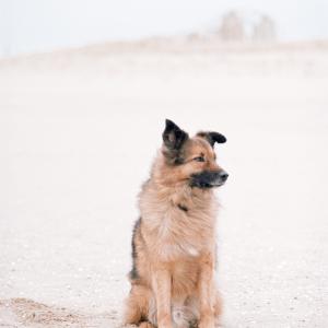 Little lion man on the beach Little lion man on the beach