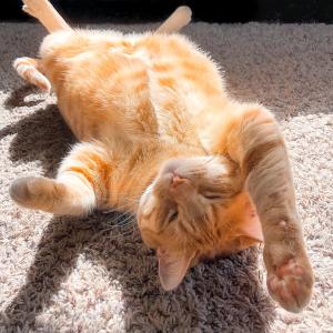 Life’s Always a Beach for House Cats Life’s Always a Beach for House Cats