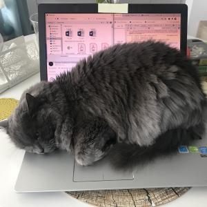 You obviously needed a break human You obviously needed a break human